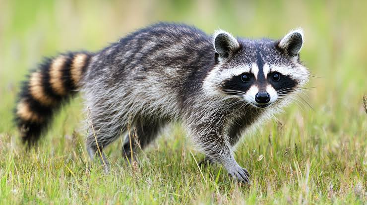 Waschbären: A Beginner-Friendly Guide to Understanding These Clever Animals